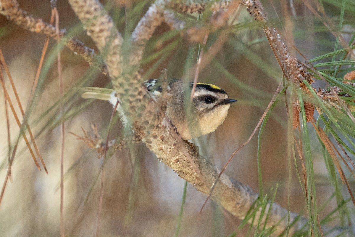 Golden-crowned Kinglet - Cynthia  Case