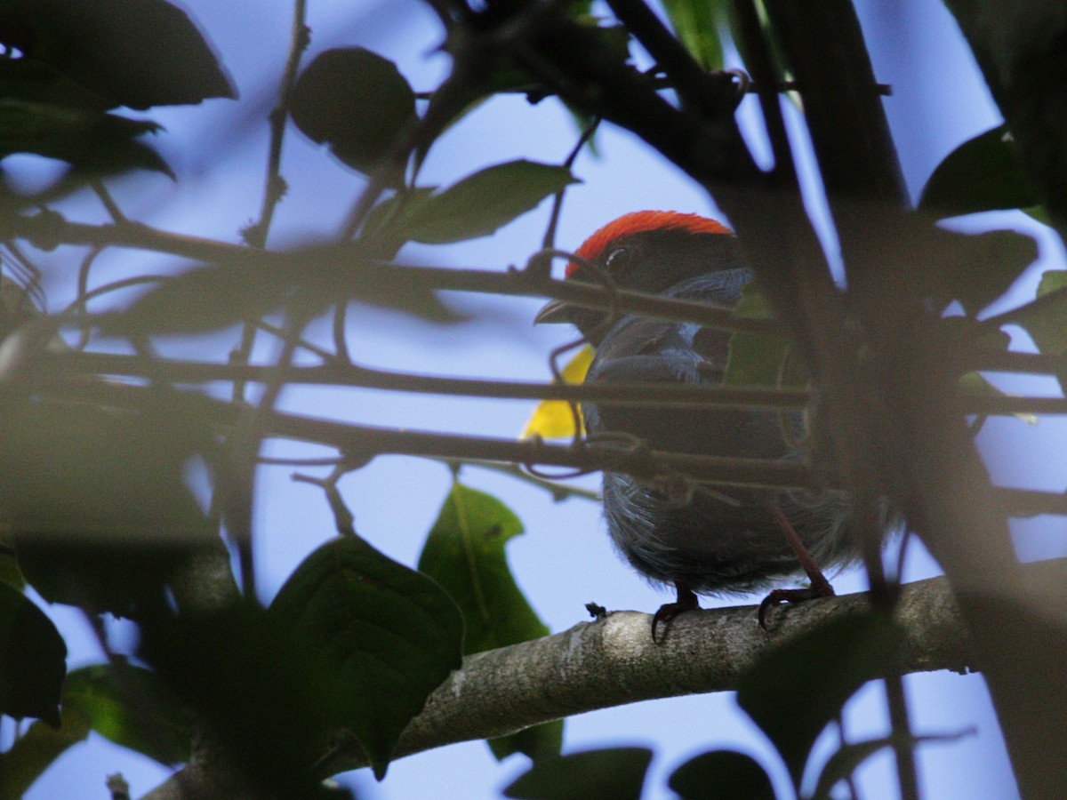 blåmanakin - ML500913881