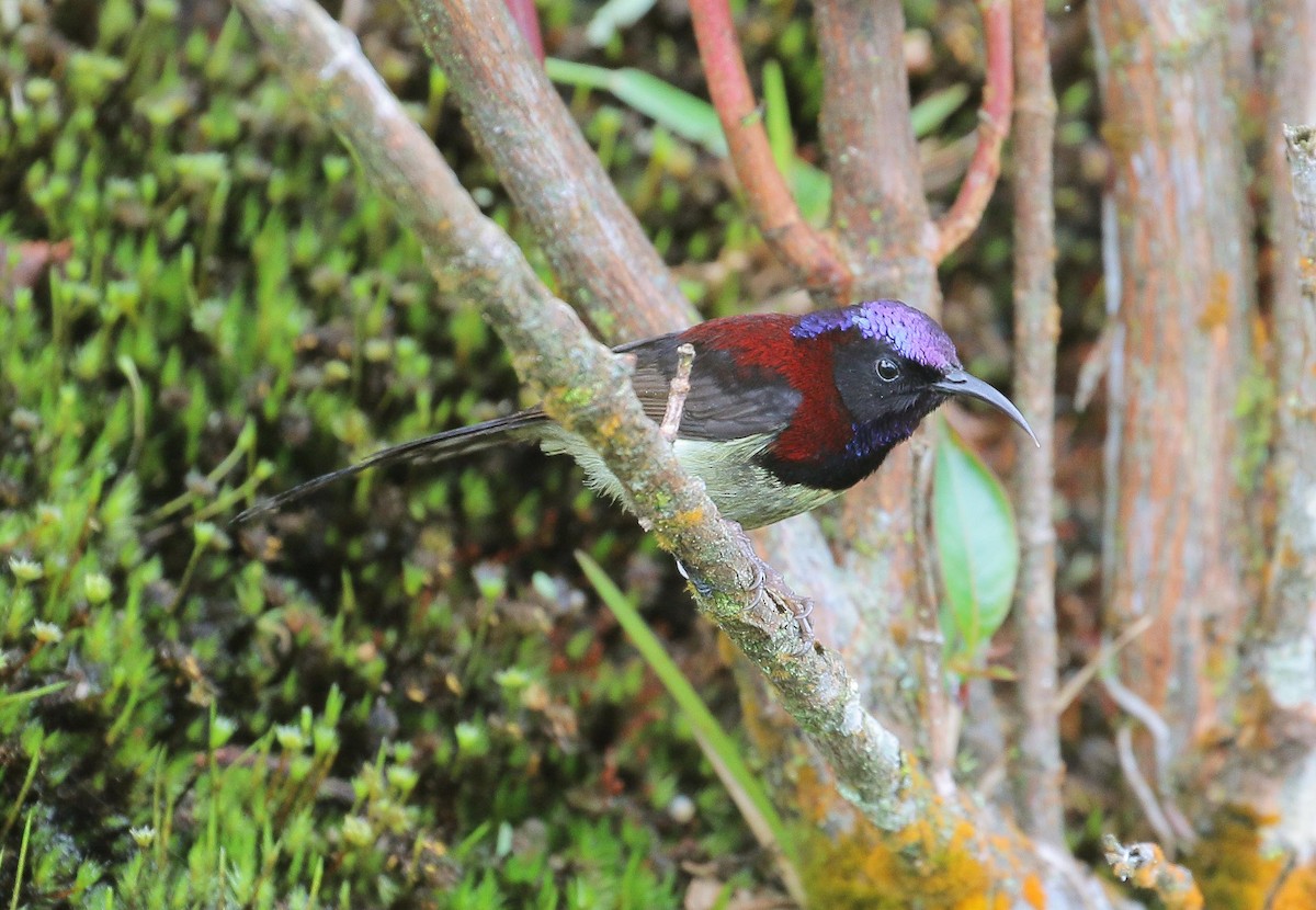 Black-throated Sunbird - Neoh Hor Kee