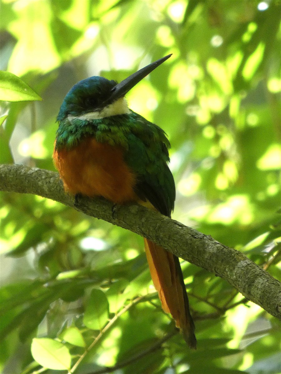 Rufous-tailed Jacamar - ML500914911