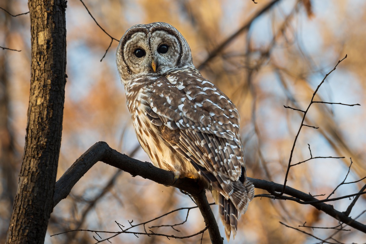 Barred Owl - ML500915331