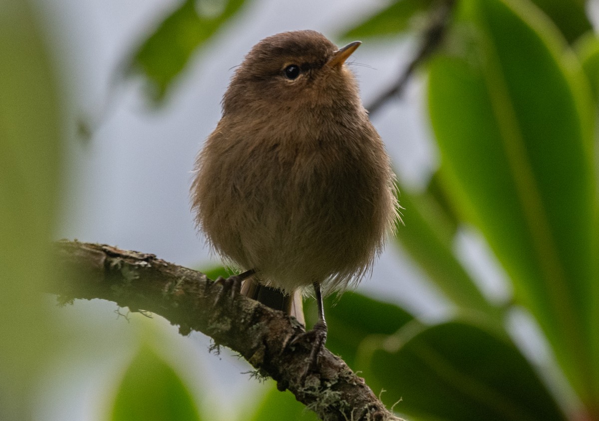Mosquitero Oscuro - ML500915801