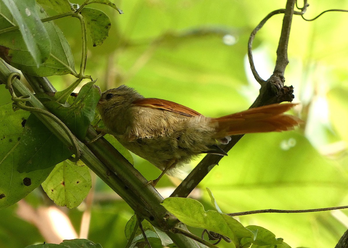 Crested Spinetail - ML500916451