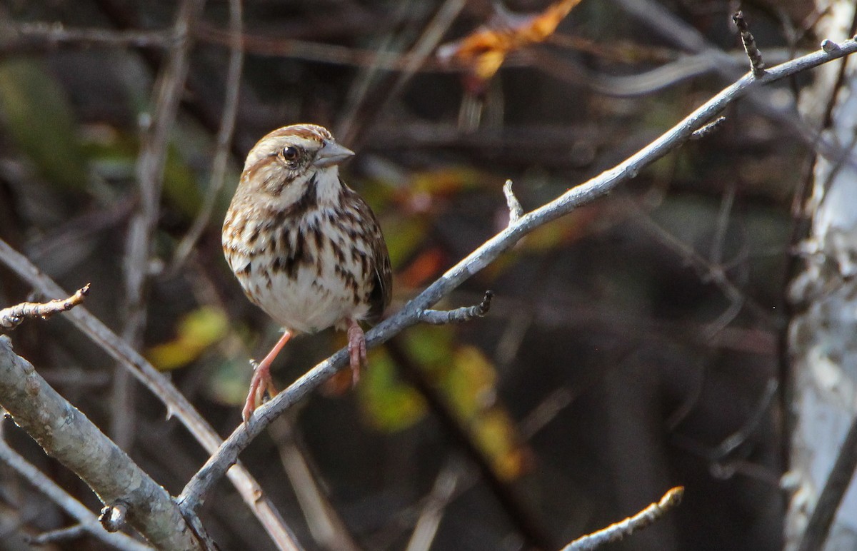 Song Sparrow - ML500918231