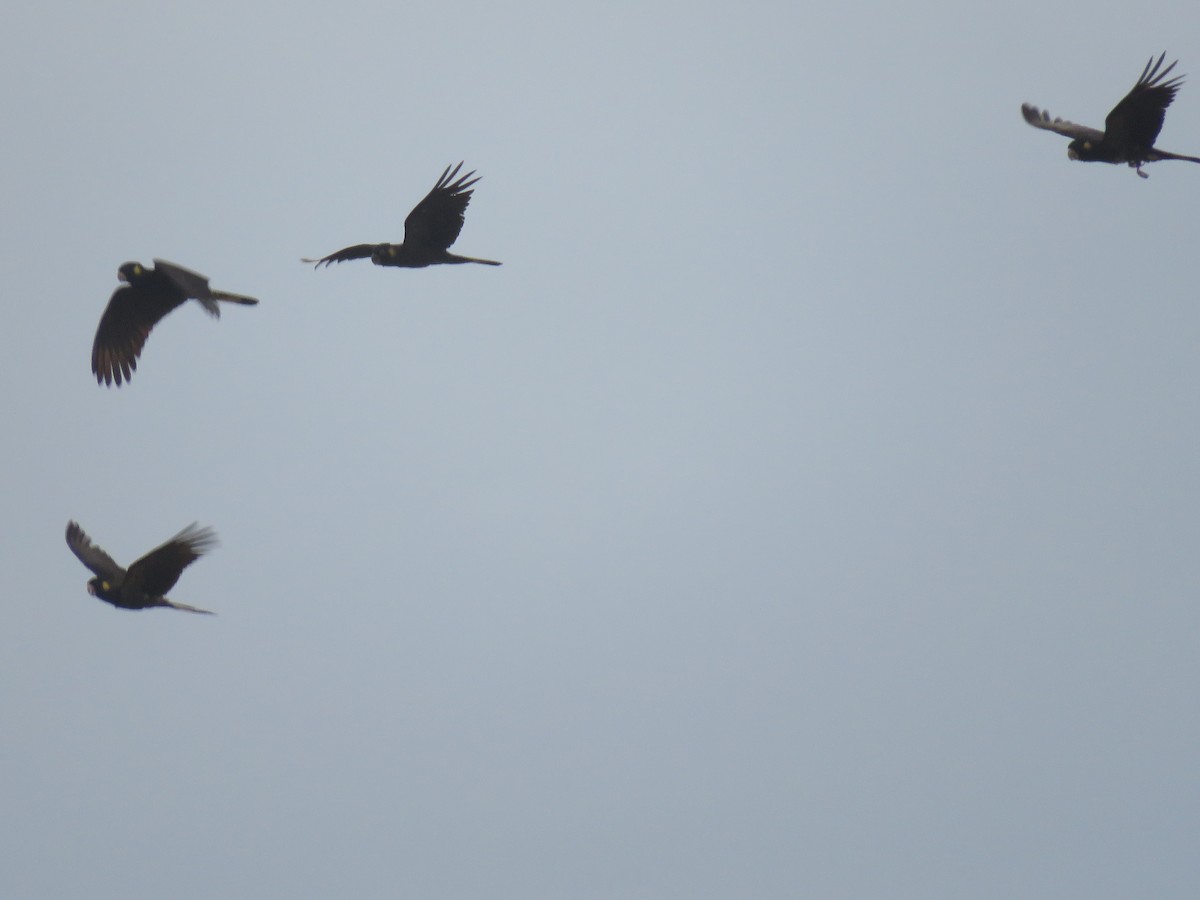 Yellow-tailed Black-Cockatoo - ML50091831