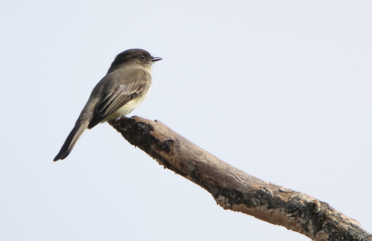 Eastern Phoebe - ML500918701
