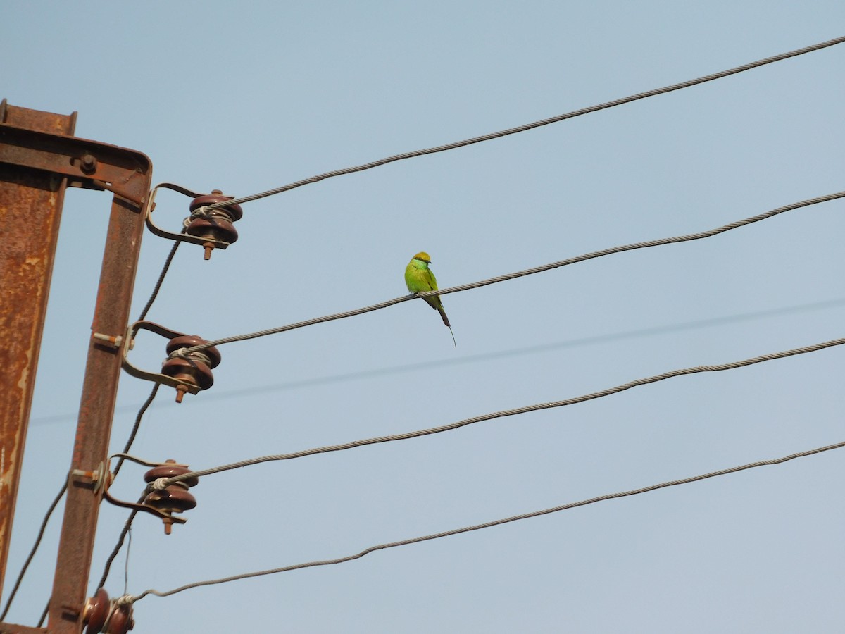 bee-eater sp. - ML500919101