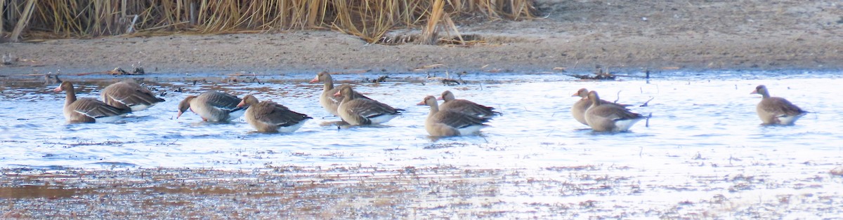 Greater White-fronted Goose - ML500919341