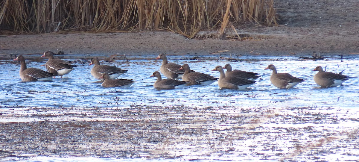 Greater White-fronted Goose - ML500919581