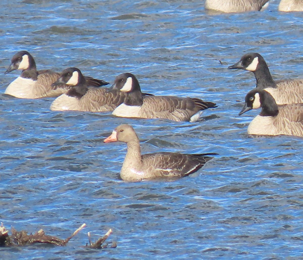 Greater White-fronted Goose - ML500920311