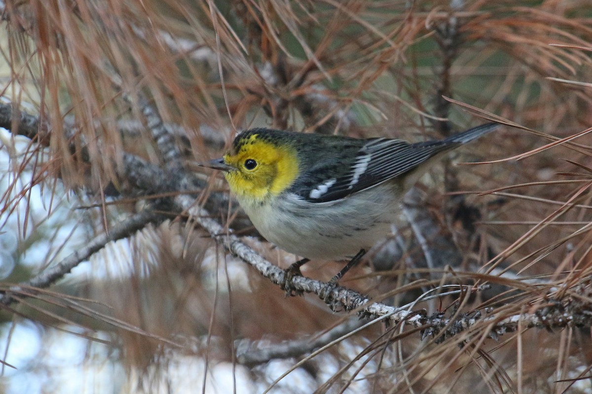 Paruline à tête jaune - ML500920531