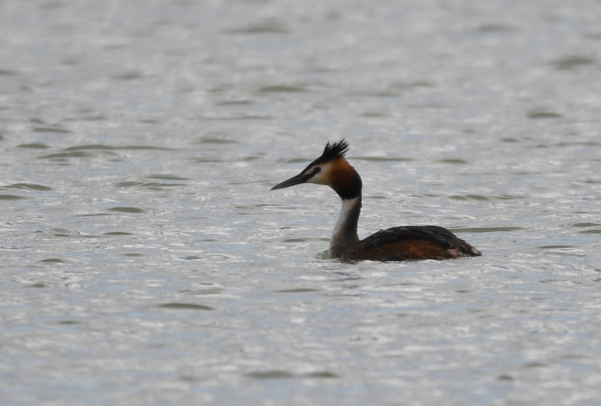 Great Crested Grebe - ML500920951