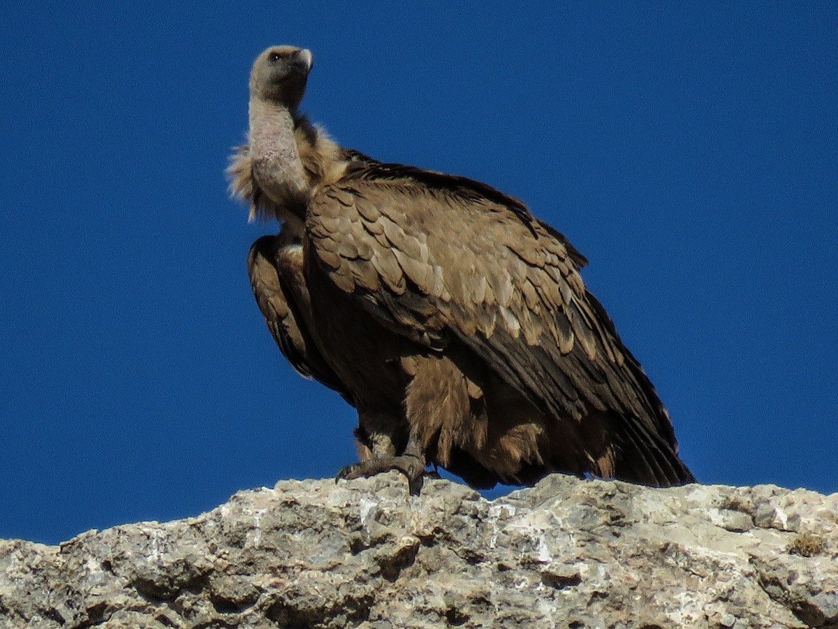 Eurasian Griffon - ML500921911