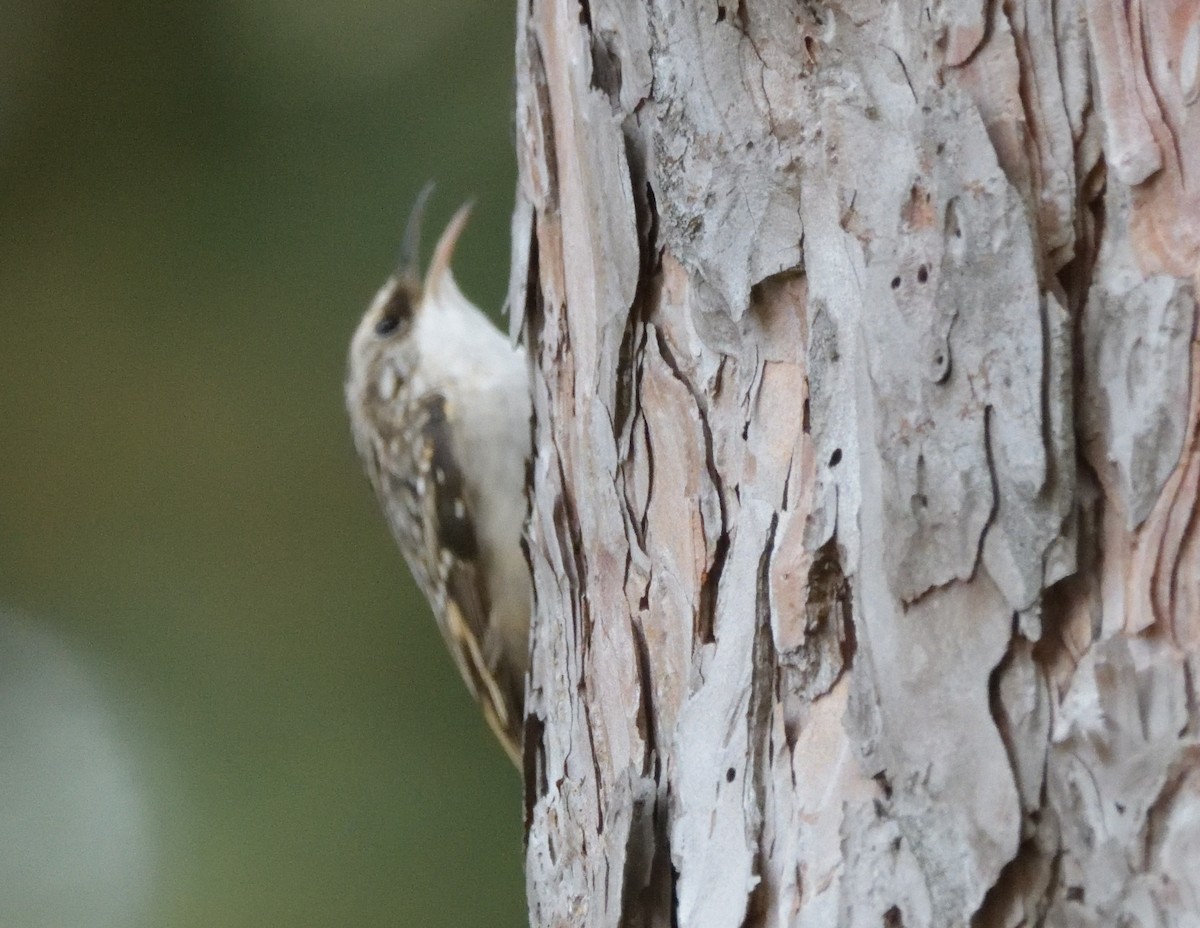 Brown Creeper - ML500921981