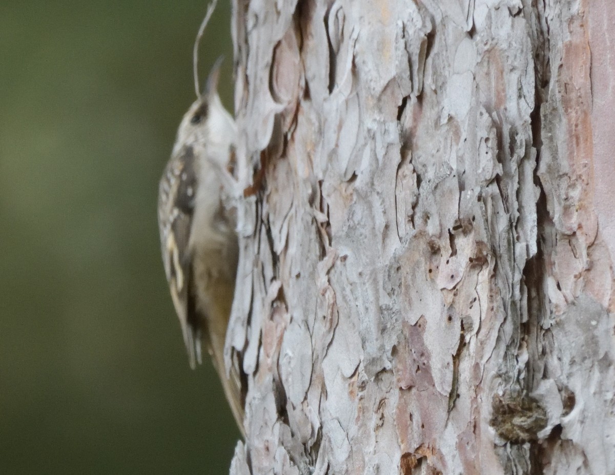 Brown Creeper - ML500921991