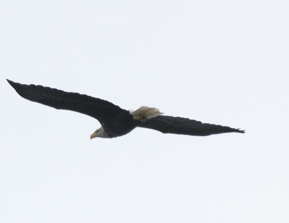 Weißkopf-Seeadler - ML500922081