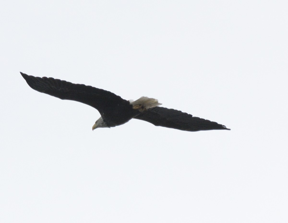 Bald Eagle - ML500922101