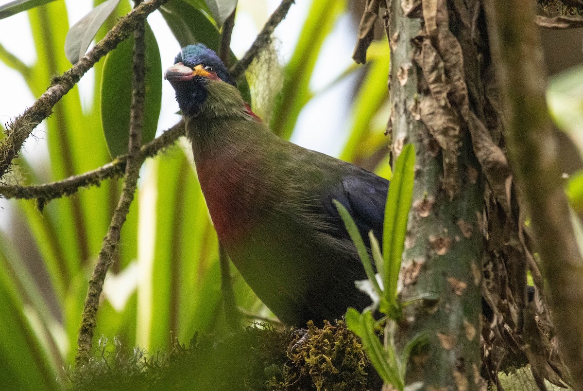 Turaco del Ruwenzori - ML500922681