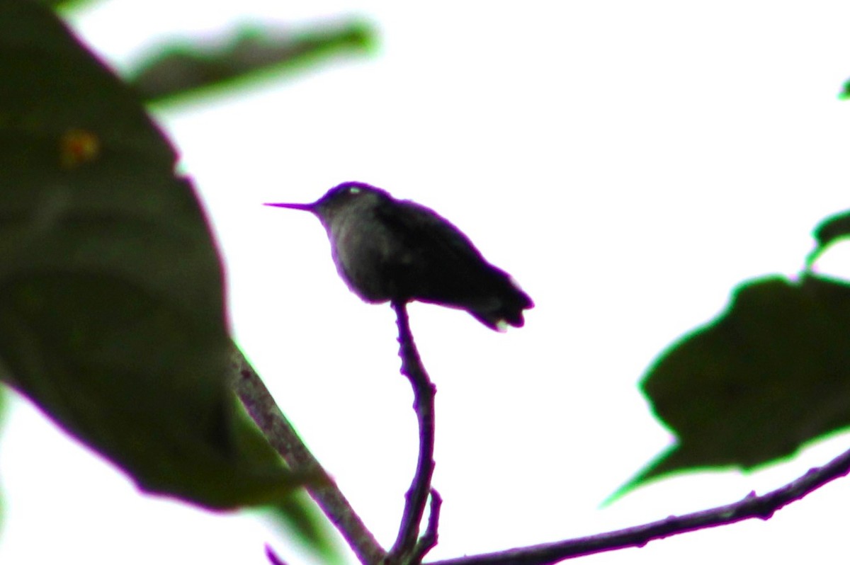 Violet-headed Hummingbird - T L P L