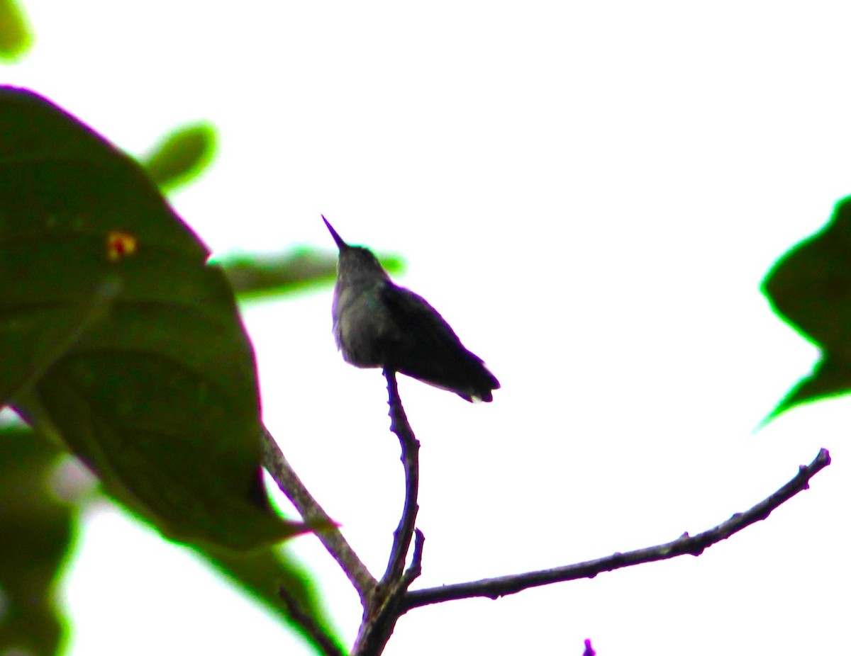 Violet-headed Hummingbird - T L P L