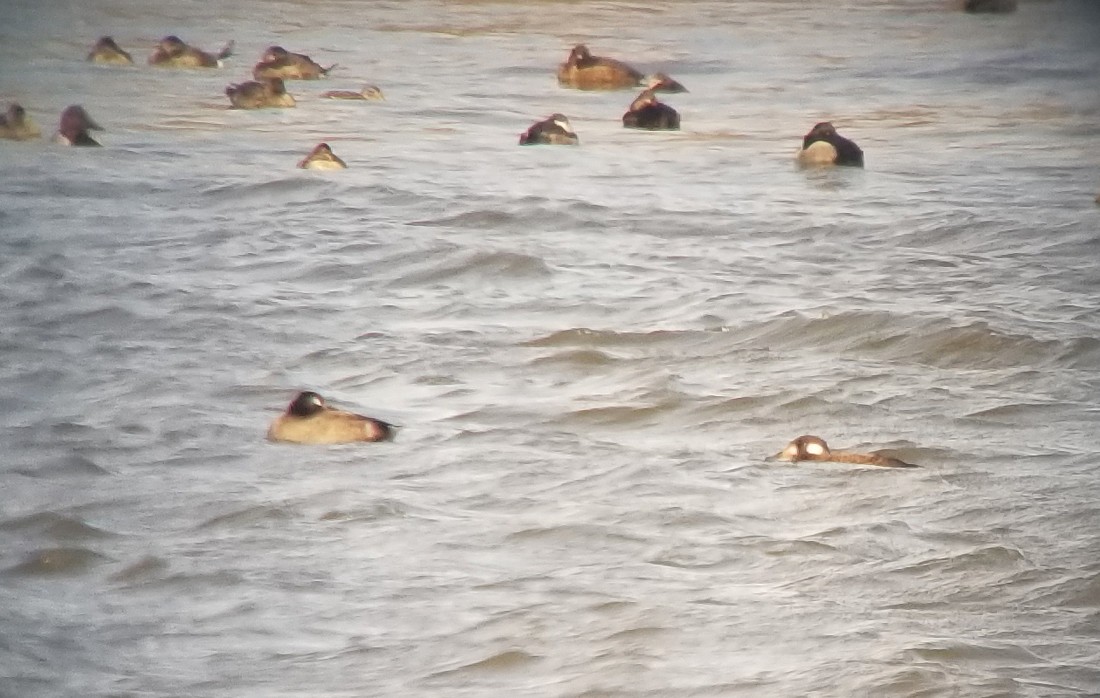 White-winged Scoter - ML500925141