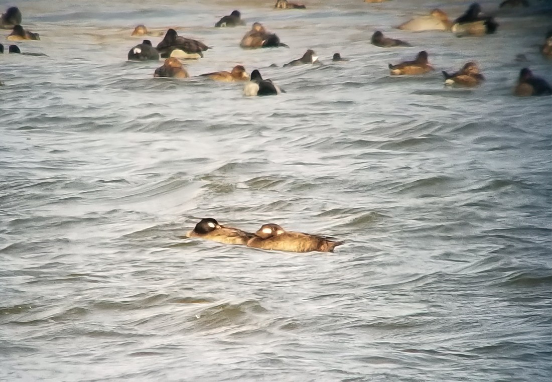 White-winged Scoter - ML500925151