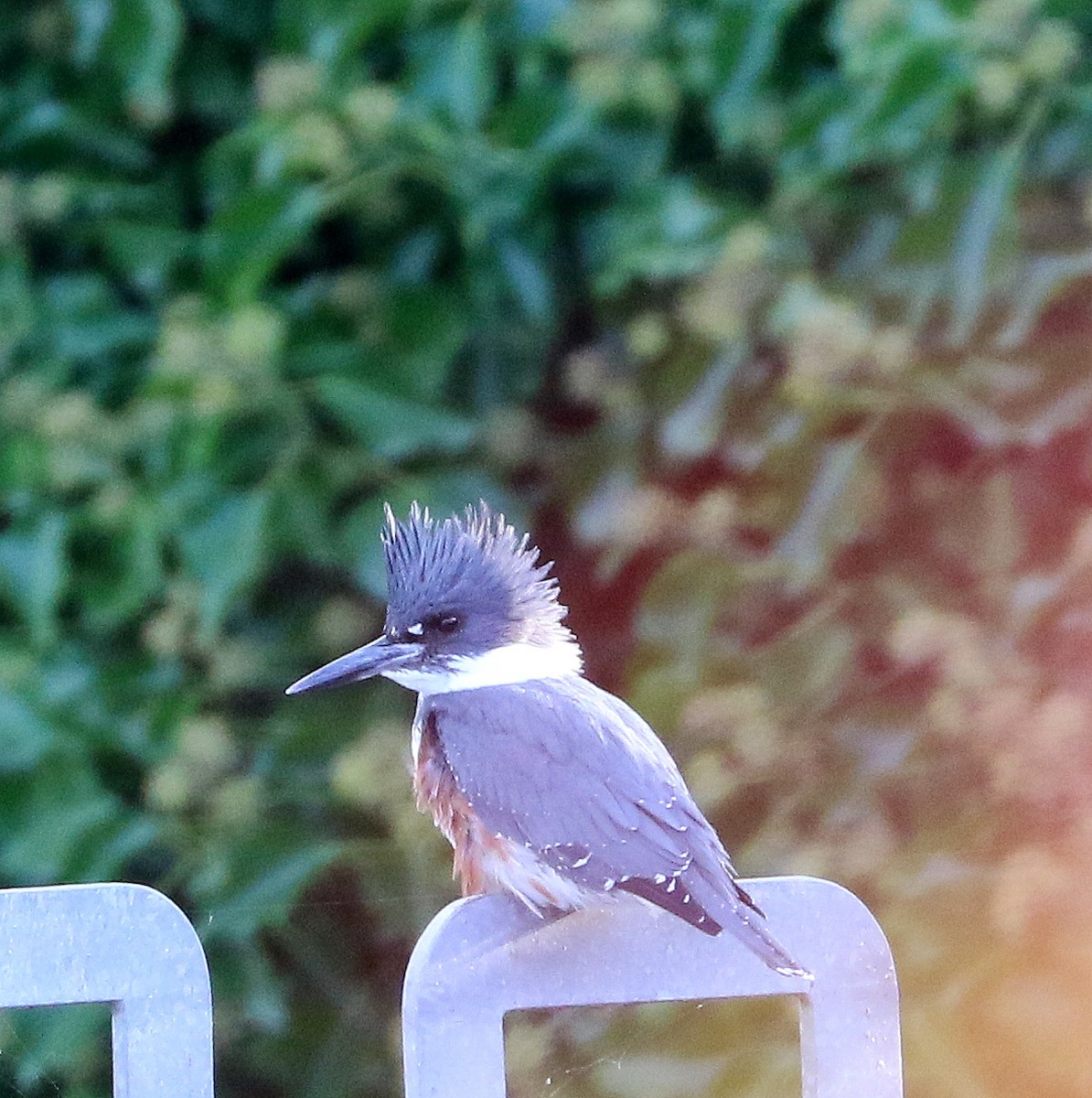 Belted Kingfisher - ML500925241