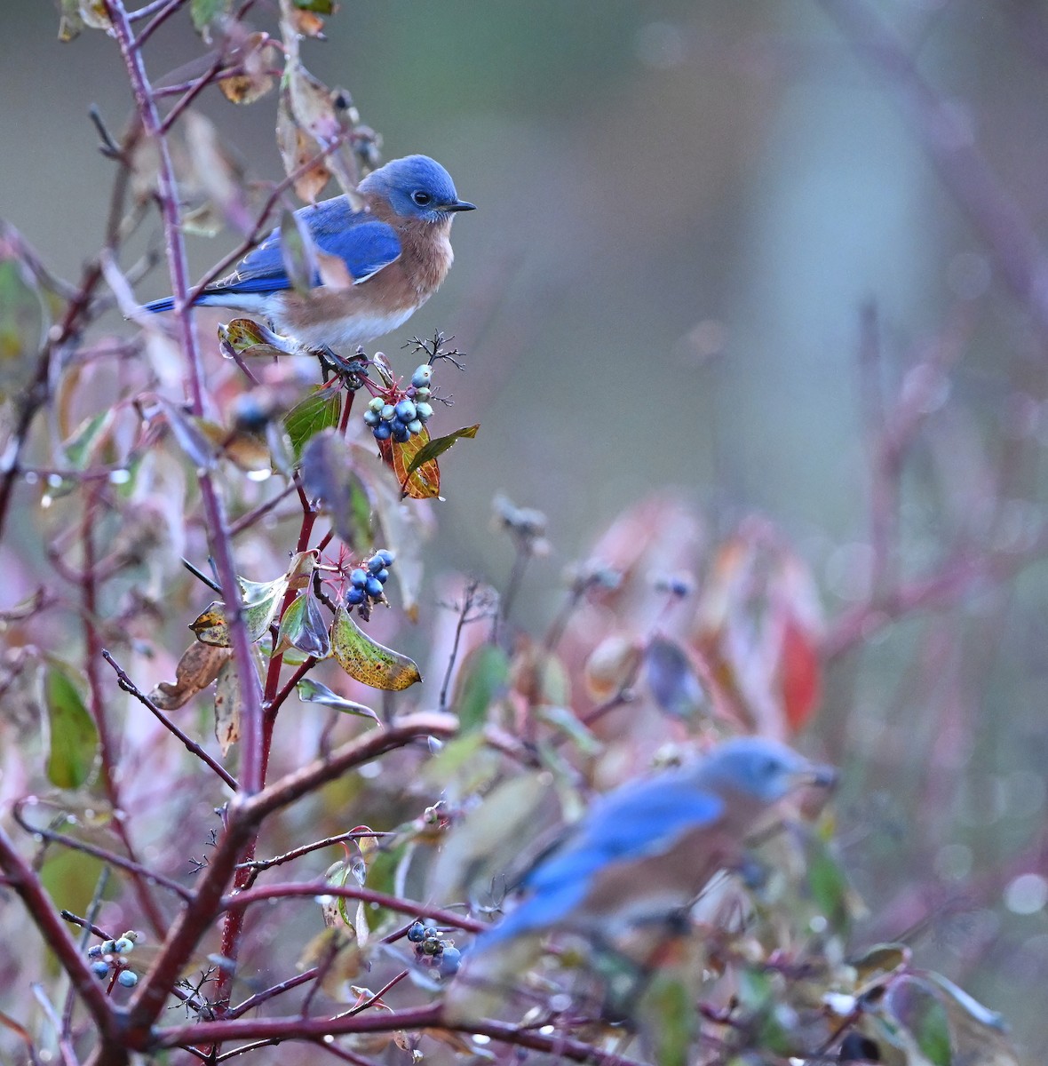 Eastern Bluebird - ML500925471
