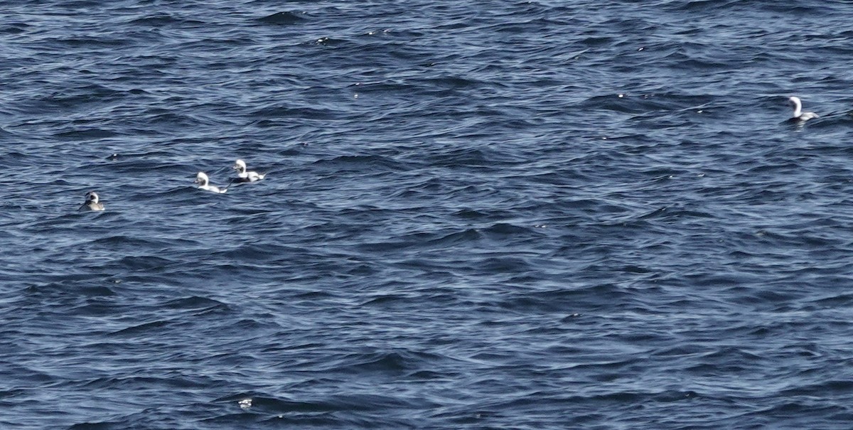 Long-tailed Duck - Jeanne-Marie Maher