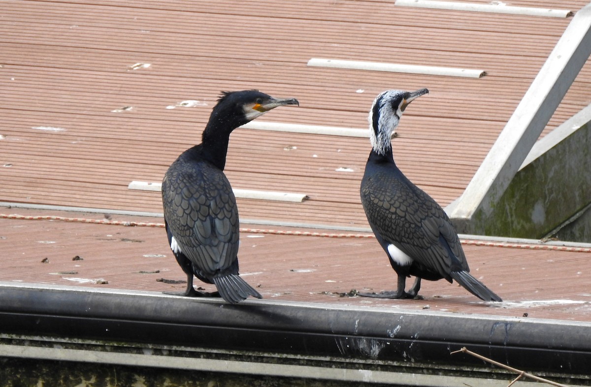 Great Cormorant - ML50093051