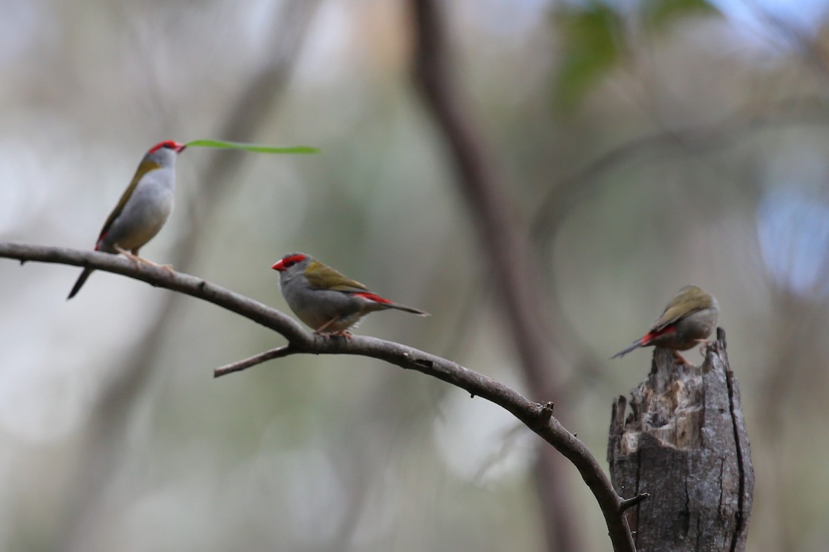 Red-browed Firetail - ML500931471