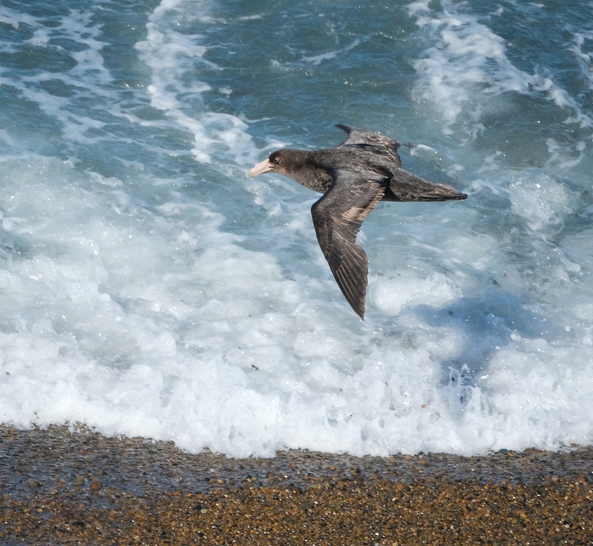 Southern Giant-Petrel - ML500932251