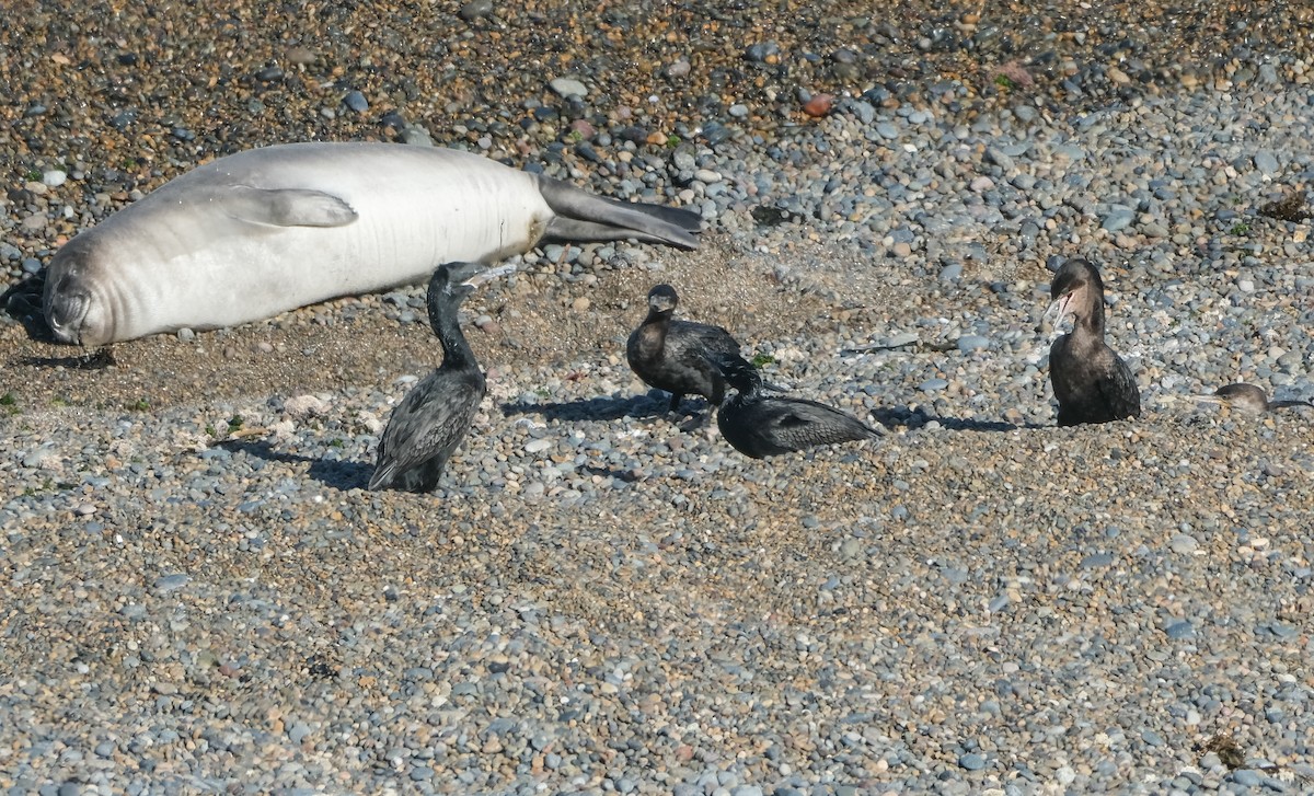 Neotropic Cormorant - ML500932621