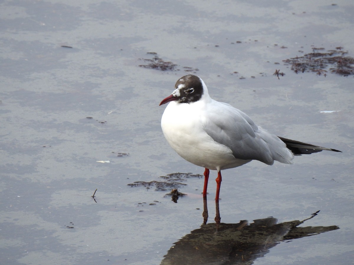 Black-headed Gull - ML50093271