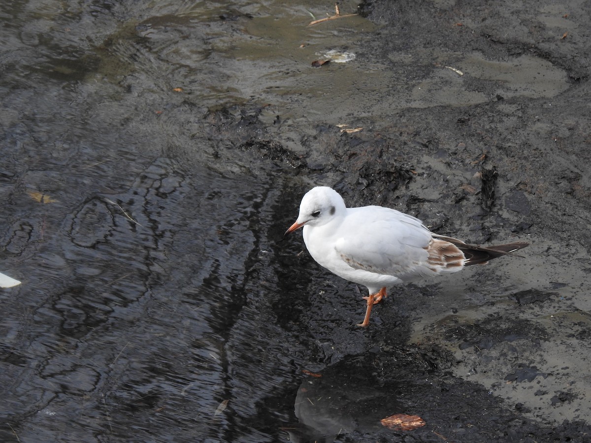 Mouette rieuse - ML50093321