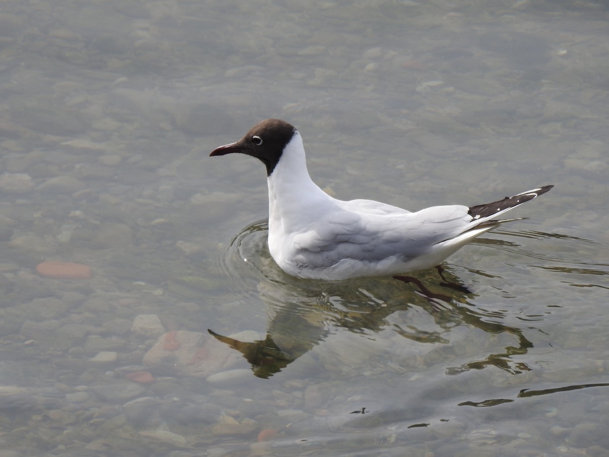 Mouette rieuse - ML50093331