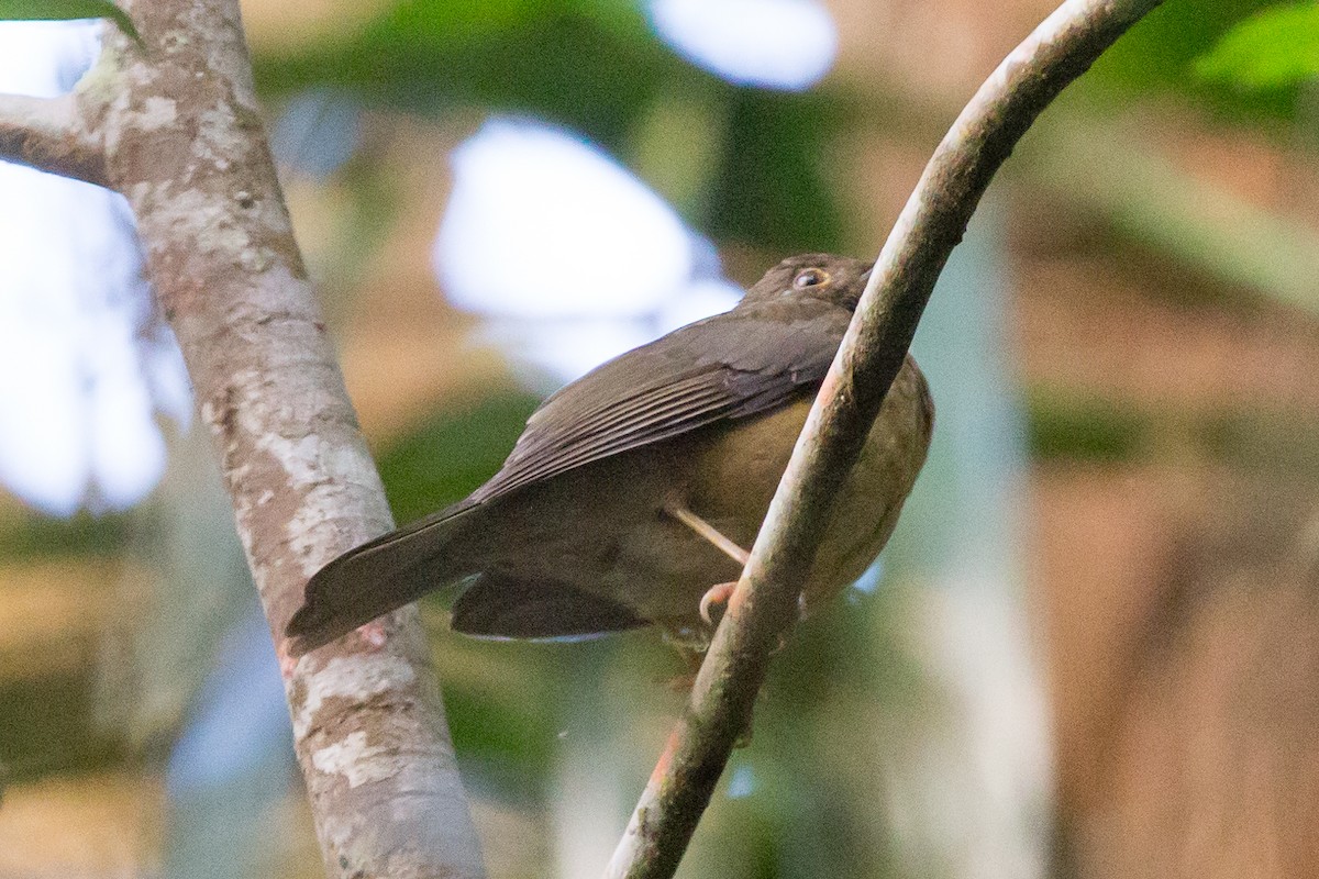 Yellow-legged Thrush - ML50093351