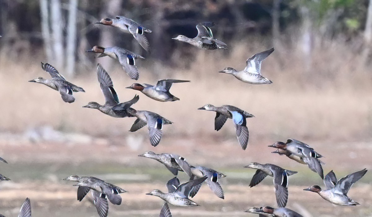 Blue-winged Teal - ML500933661