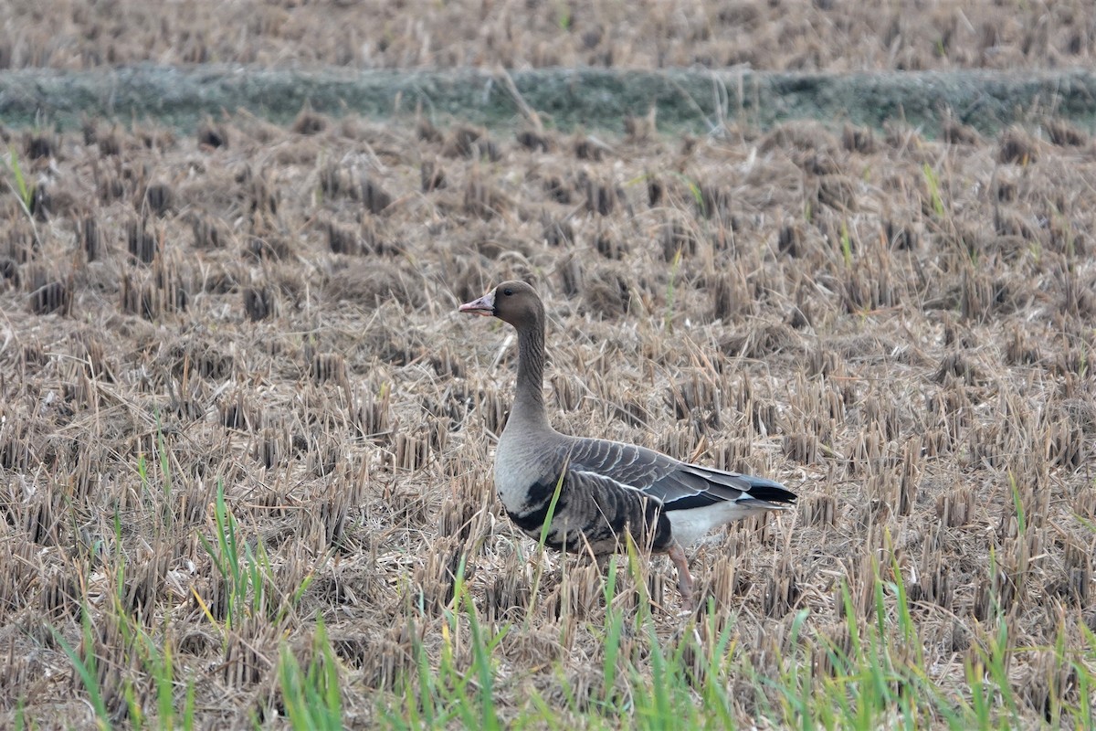 Greater White-fronted Goose - 志民 蘇