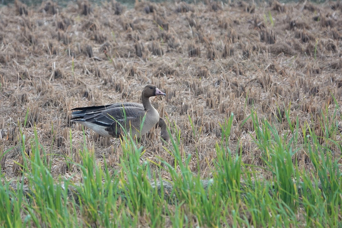 Greater White-fronted Goose - ML500933751