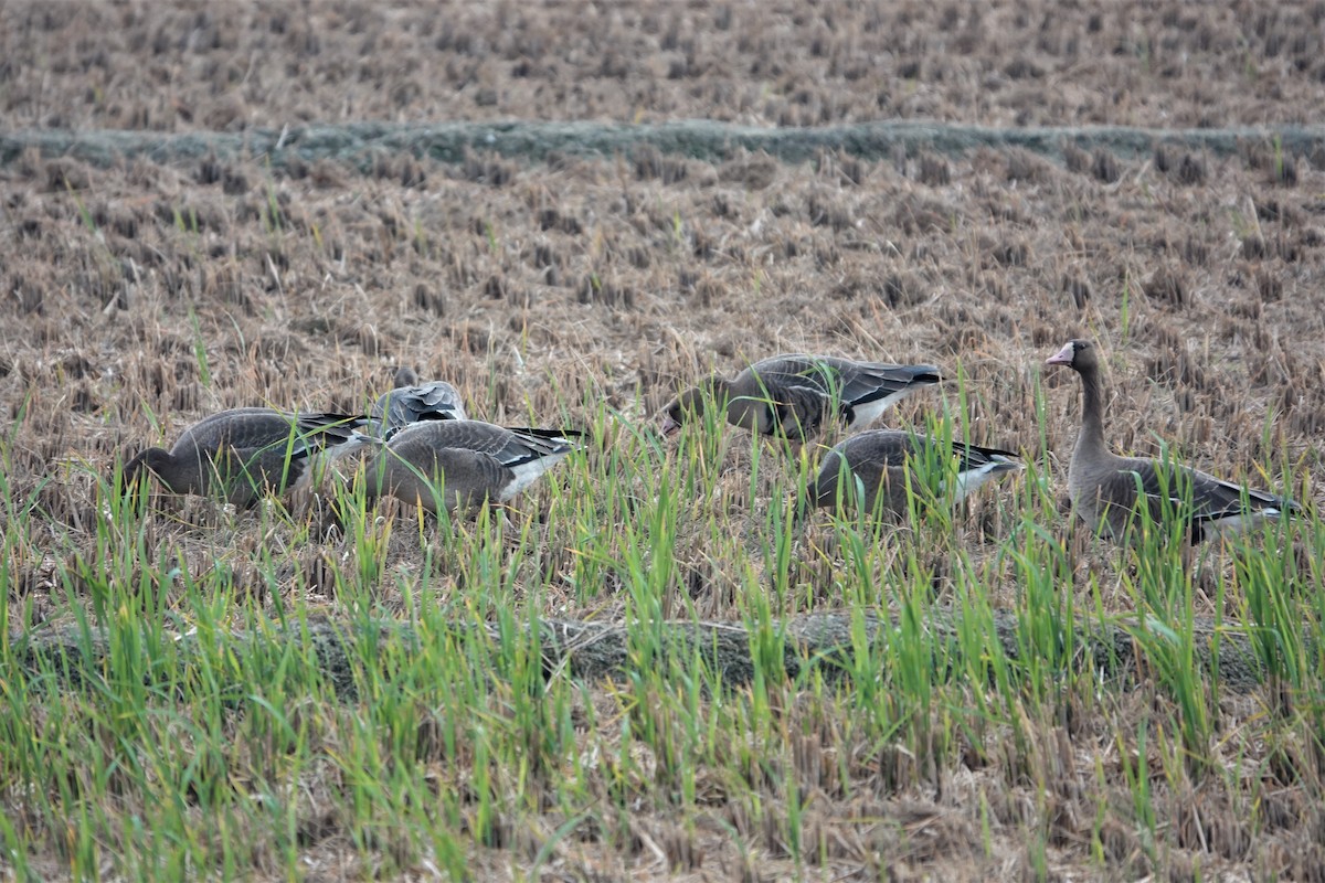 Greater White-fronted Goose - ML500933761