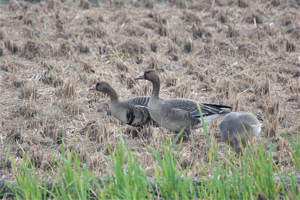 Greater White-fronted Goose - ML500933801