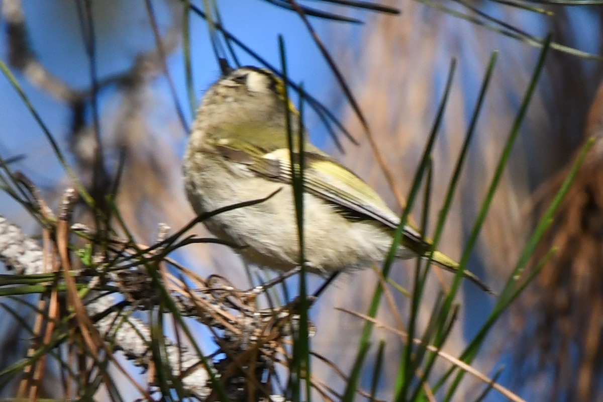 Golden-crowned Kinglet - Mohan S