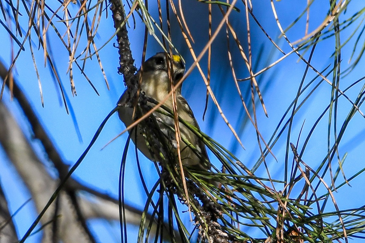 Golden-crowned Kinglet - Mohan Shenoy