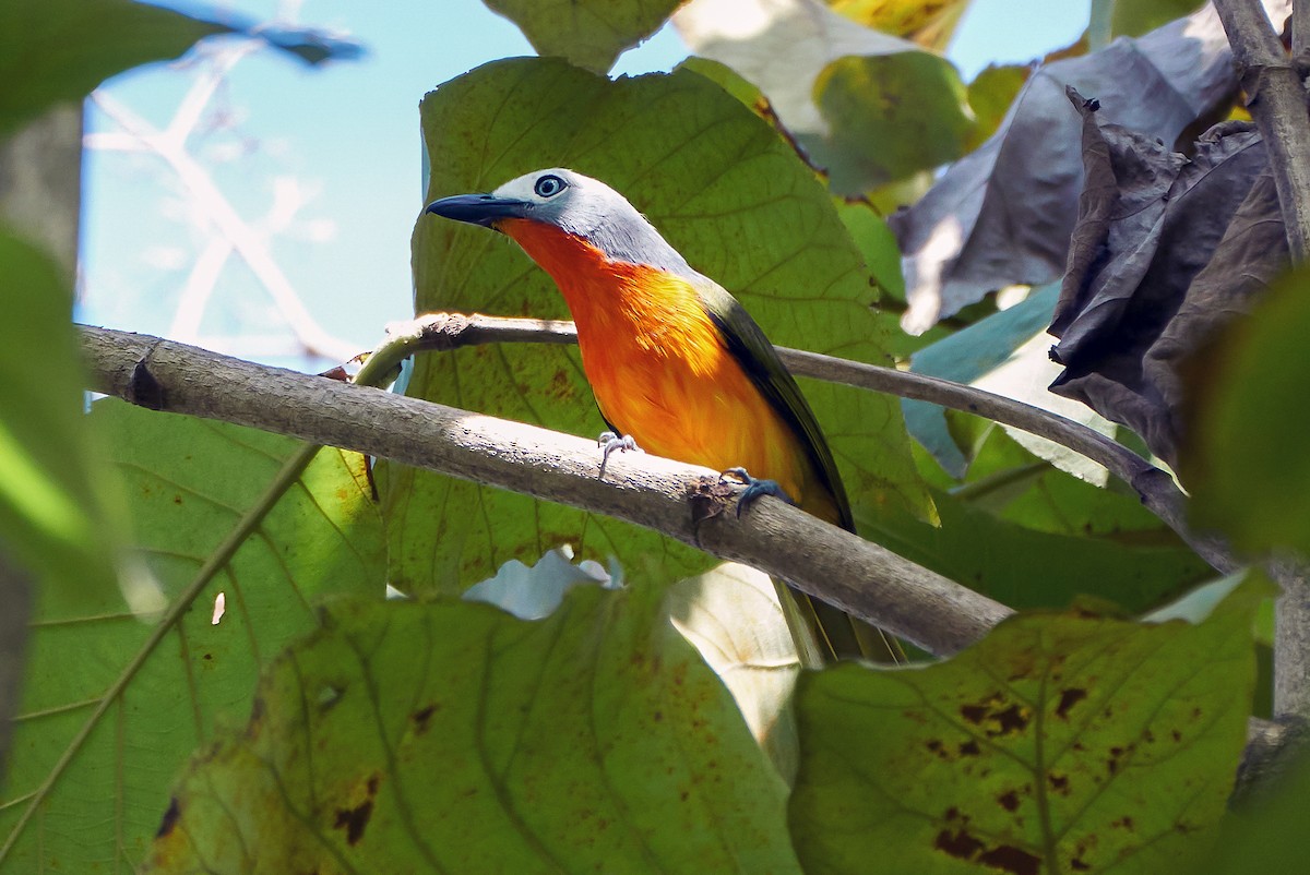 Fiery-breasted Bushshrike - ML500934101