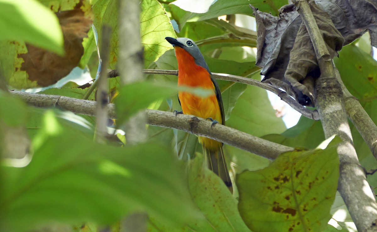 Fiery-breasted Bushshrike - ML500934191