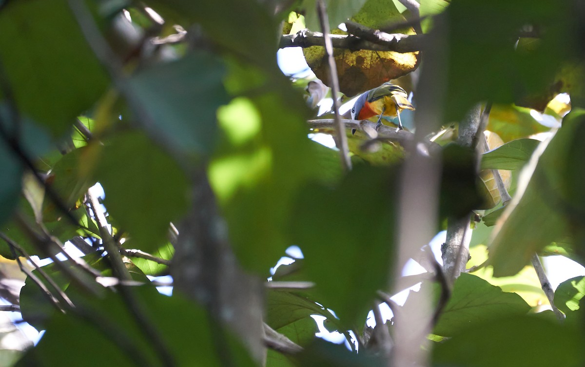 Fiery-breasted Bushshrike - ML500934201