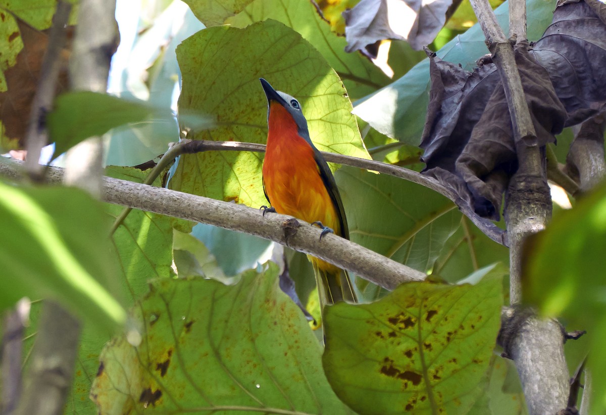 Fiery-breasted Bushshrike - ML500934231