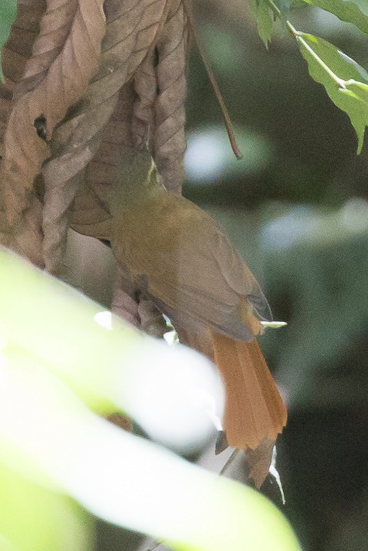 Montane Foliage-gleaner - Rob Felix