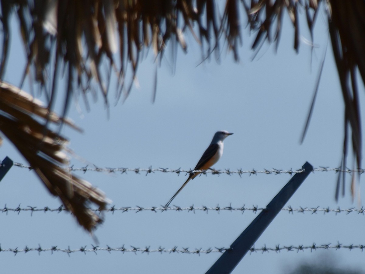 Scissor-tailed Flycatcher - c c